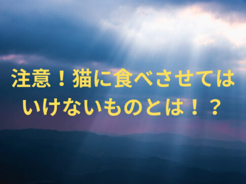 注意！猫に食べさせてはいけないものとは！？